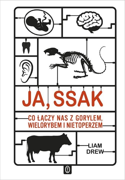 Ja, ssak. Co łączy nas z gorylem, wielorybem i nietoperzem