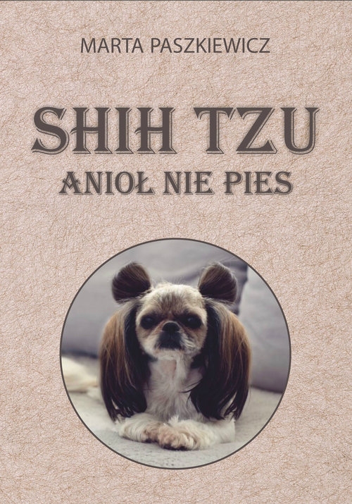 Shih tzu anioł nie pies
